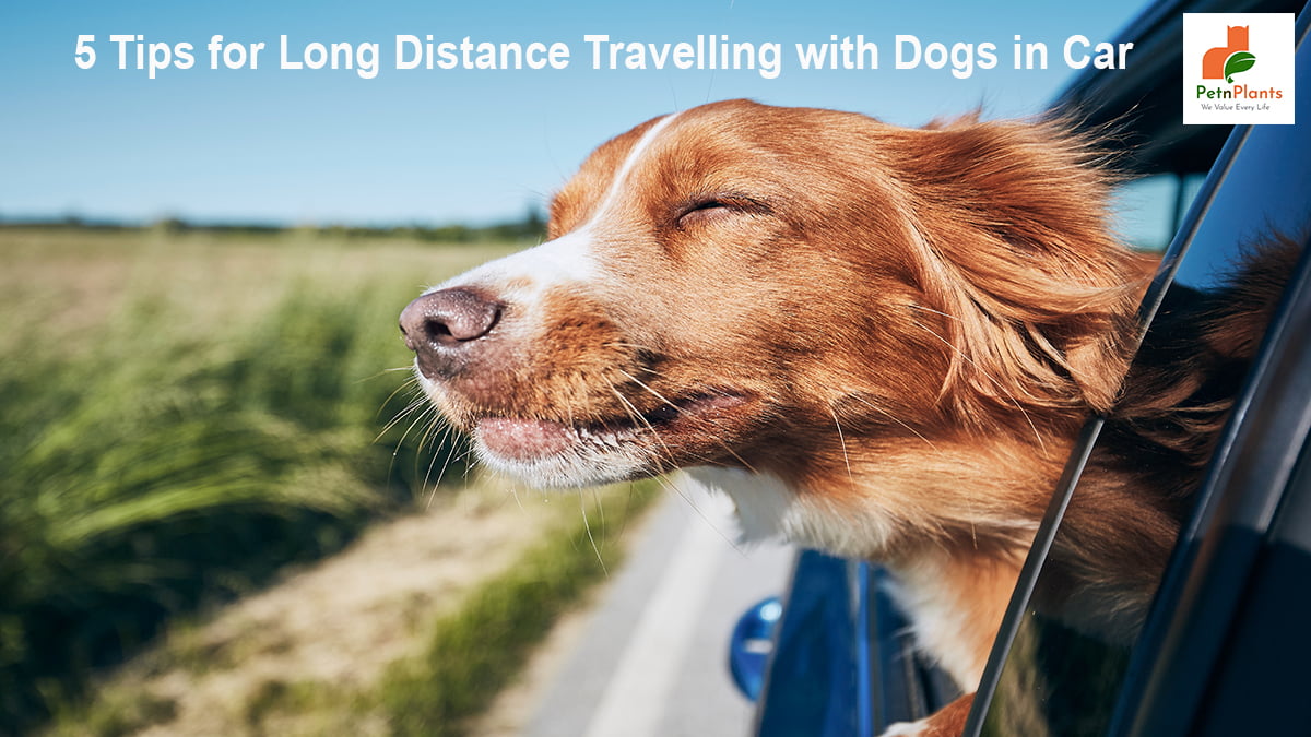 5 Tips for Long Distance Travelling with Dogs in Car - Pet N Plants