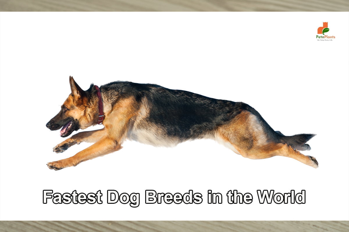 fastest dog breeds