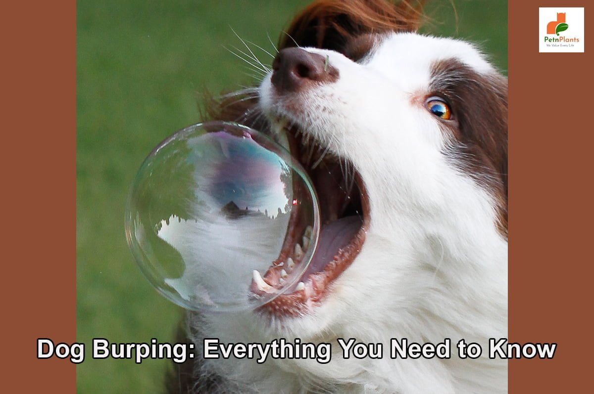 Reasons behind a dog burp