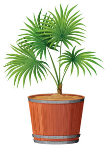 areca palm