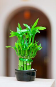 Bamboo plant