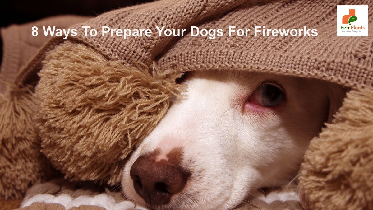 8 Ways To Prepare Your Dogs for 4th of July Fireworks 8 Ways To Prepare Your Dogs for 4th of July Fireworks