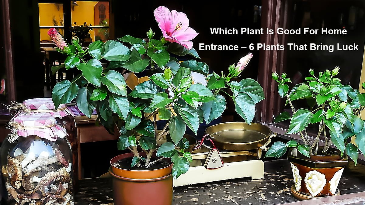 Which Plant Is Good For Home Entrance – 6 plants that bring money and good luck - Pet N Plants