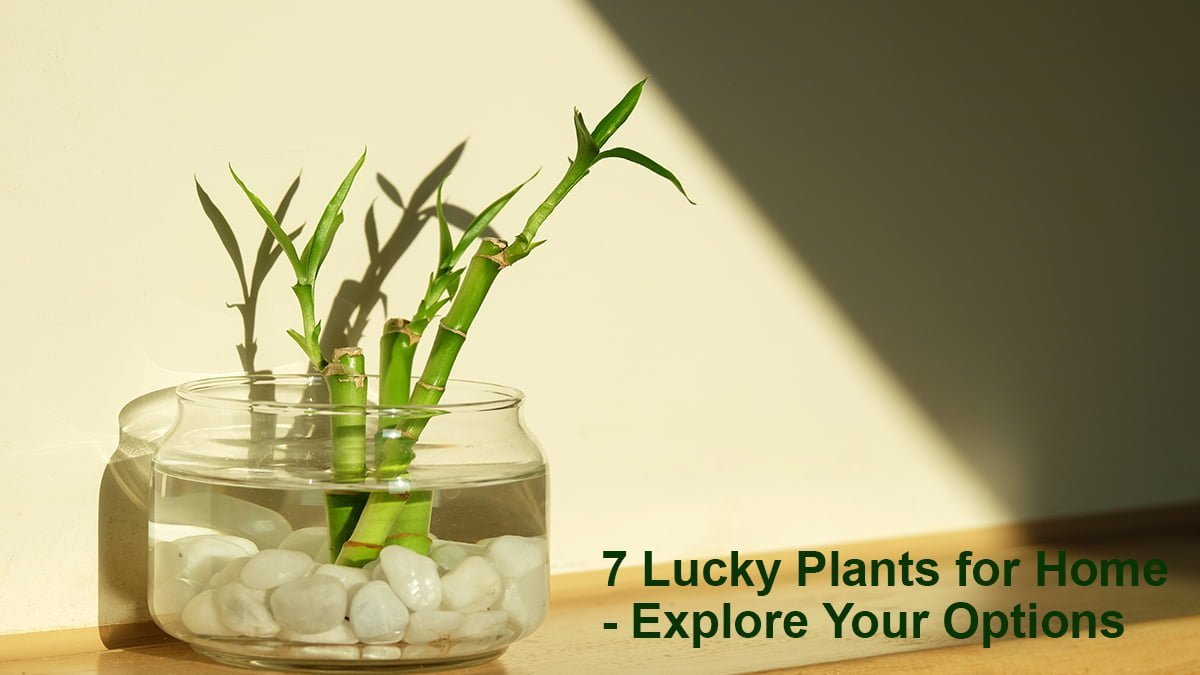 7 Lucky Plants for Home – Explore Your Options - Pet N Plants