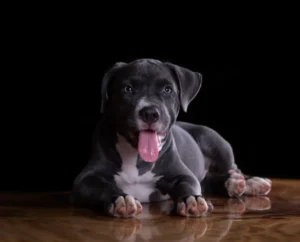 unique black dog names