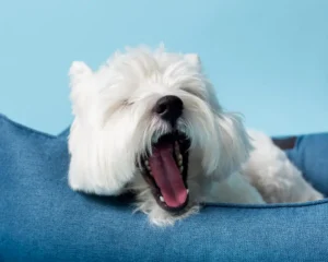 why does my dog yawn so much