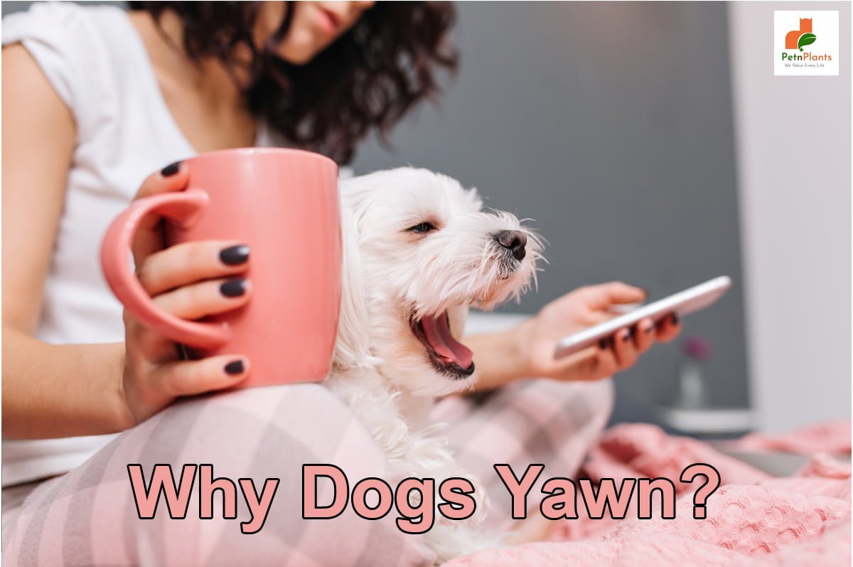 why does my dog yawn so much?