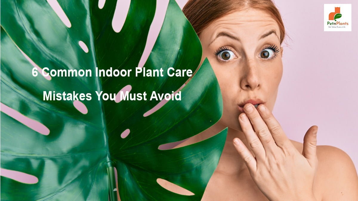 6 Common Indoor Plant Care Mistakes You Must Avoid
