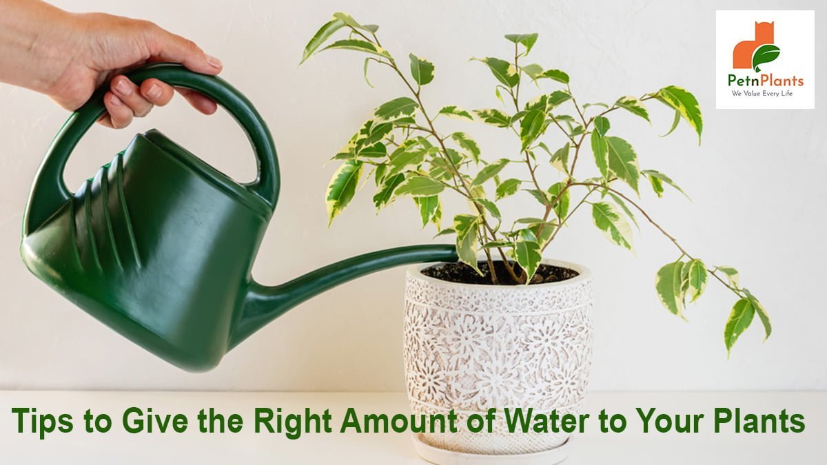 Are You Giving the Right Amount of Water to Your Plants?