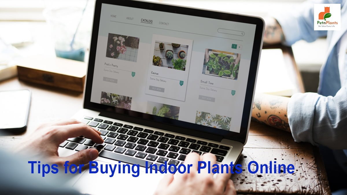 Tips for Buying Indoor Plants Online