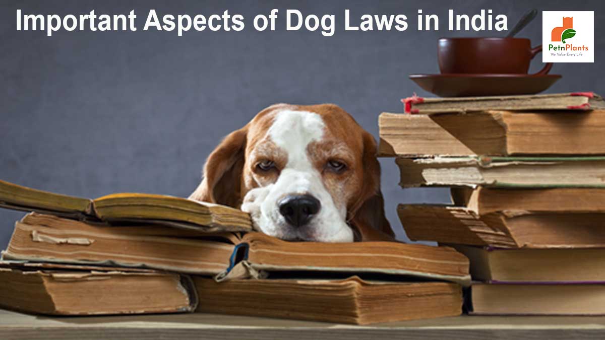 The Most Important Aspects of Dog Laws in India That One Must Know About