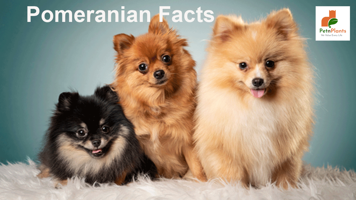 Pomeranian Facts – Things That Help to Make the Right Purchase