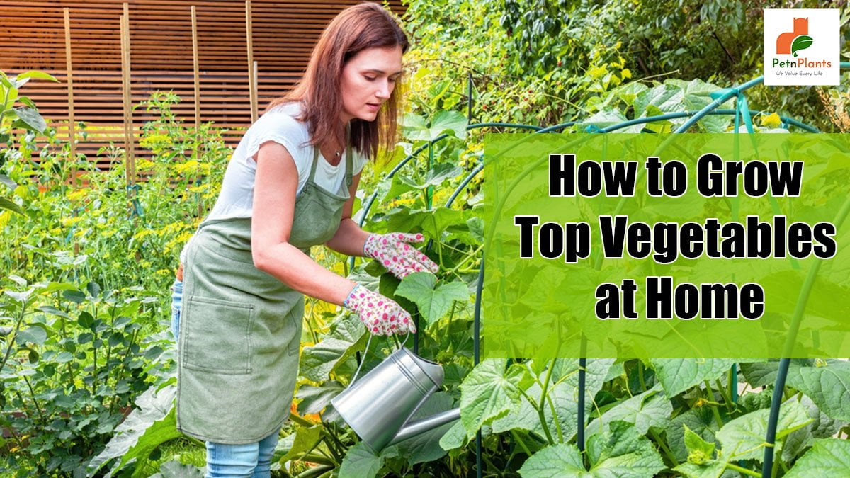 How to Grow Top Vegetables at Home