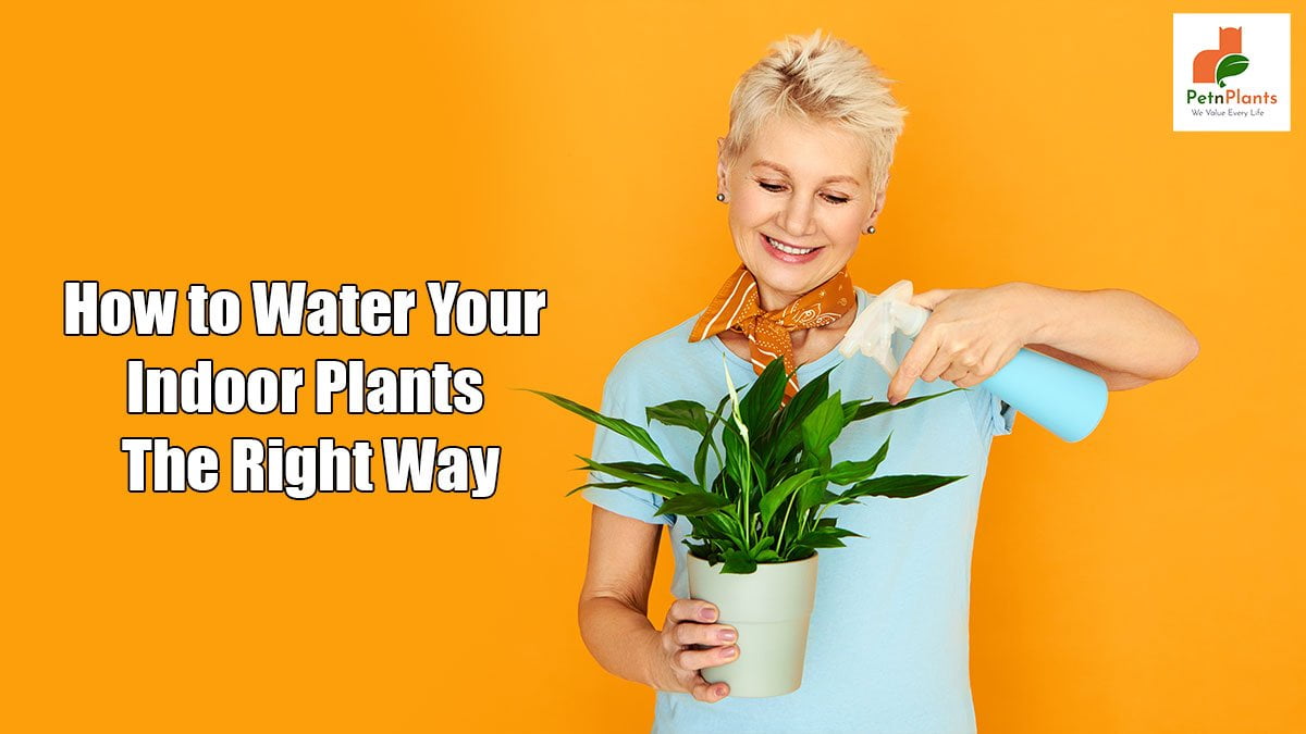 How to Water Indoor Plants