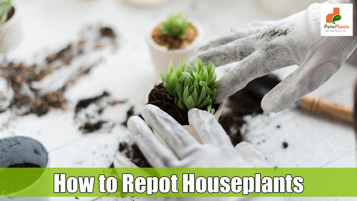 Easy Steps for Repotting House Plants into Bigger Pots without Killing It