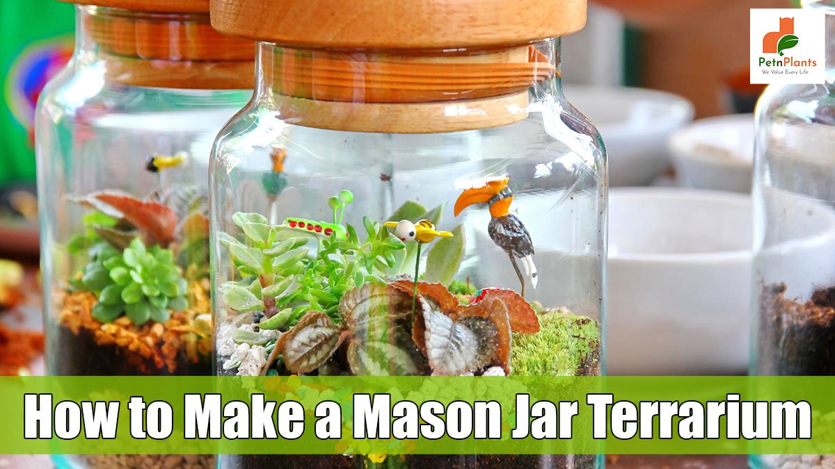 Jar Terrarium Ideas to Make Mason Jars