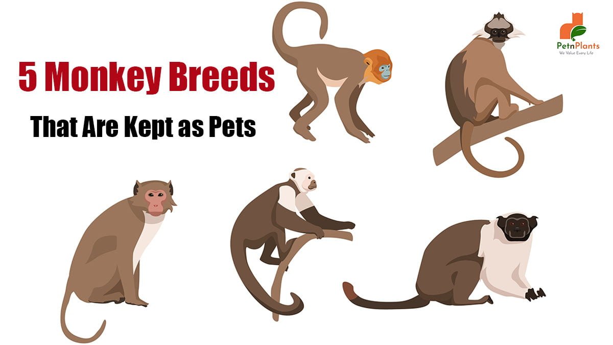 5 Monkey Breeds That Are Kept as Pets