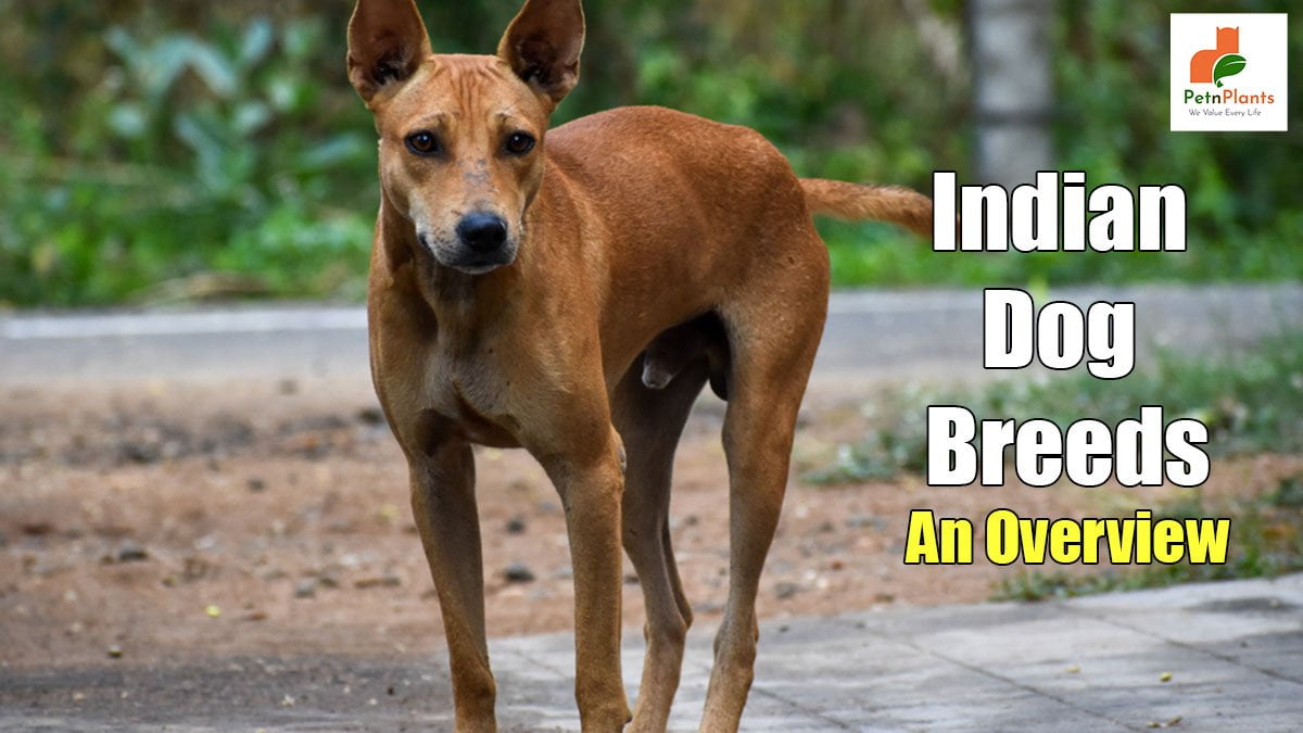 5 Indian Dog Breeds – An Overview