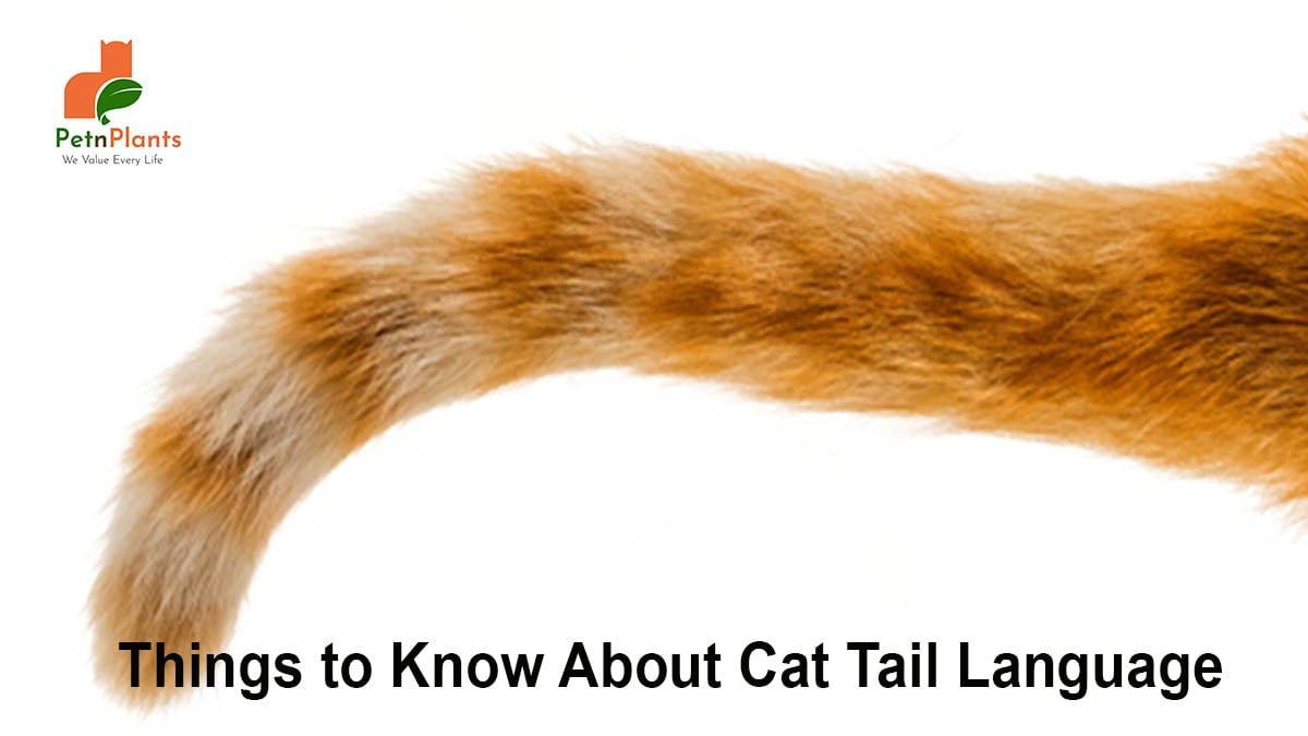 Things to Know About Cat Tail Language
