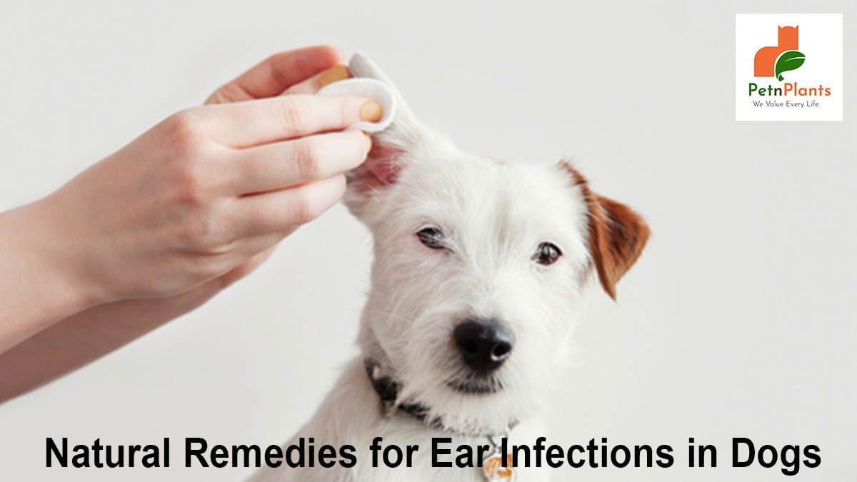 Natural Remedies for Ear Infections in Dogs