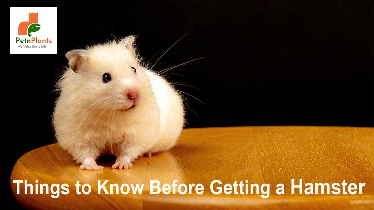 Things to Know Before Getting a Hamster