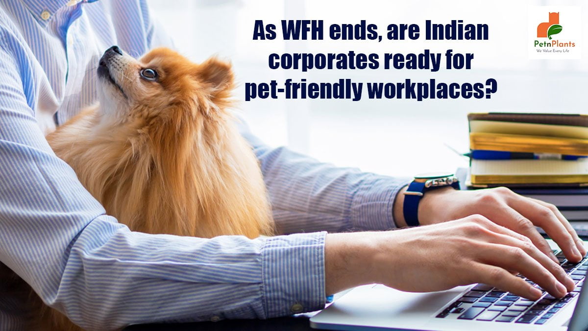 Pet-friendly Offices in India – An Overview
