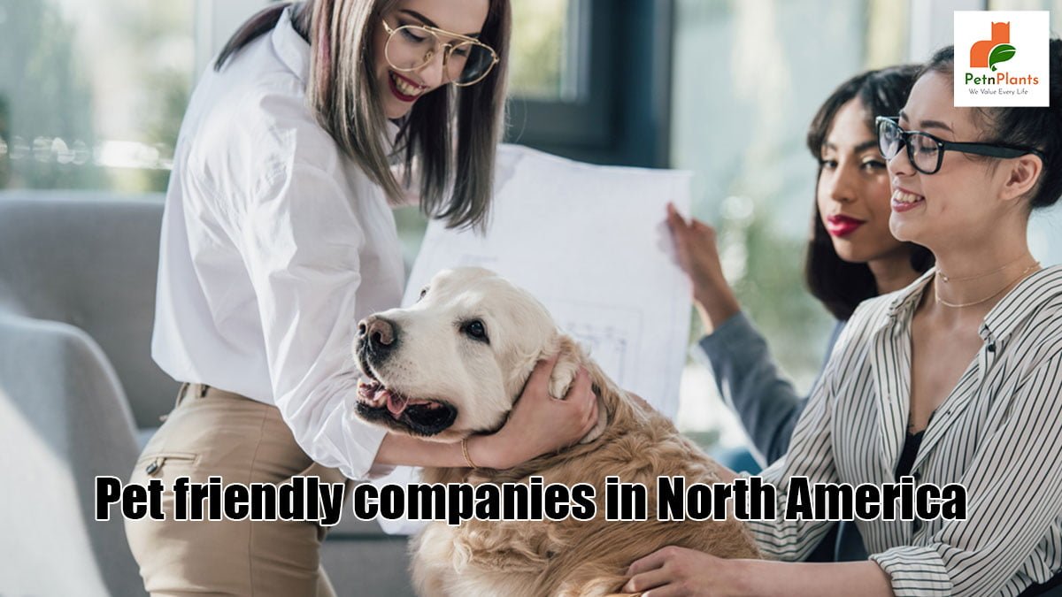 Pet-friendly Companies Gaining Steam to Bring Workers Back to Work