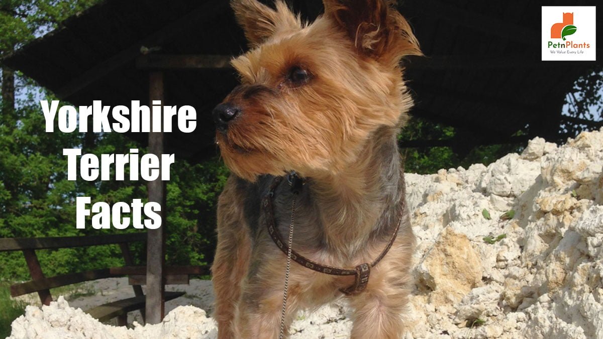 Yorkshire Terrier Facts