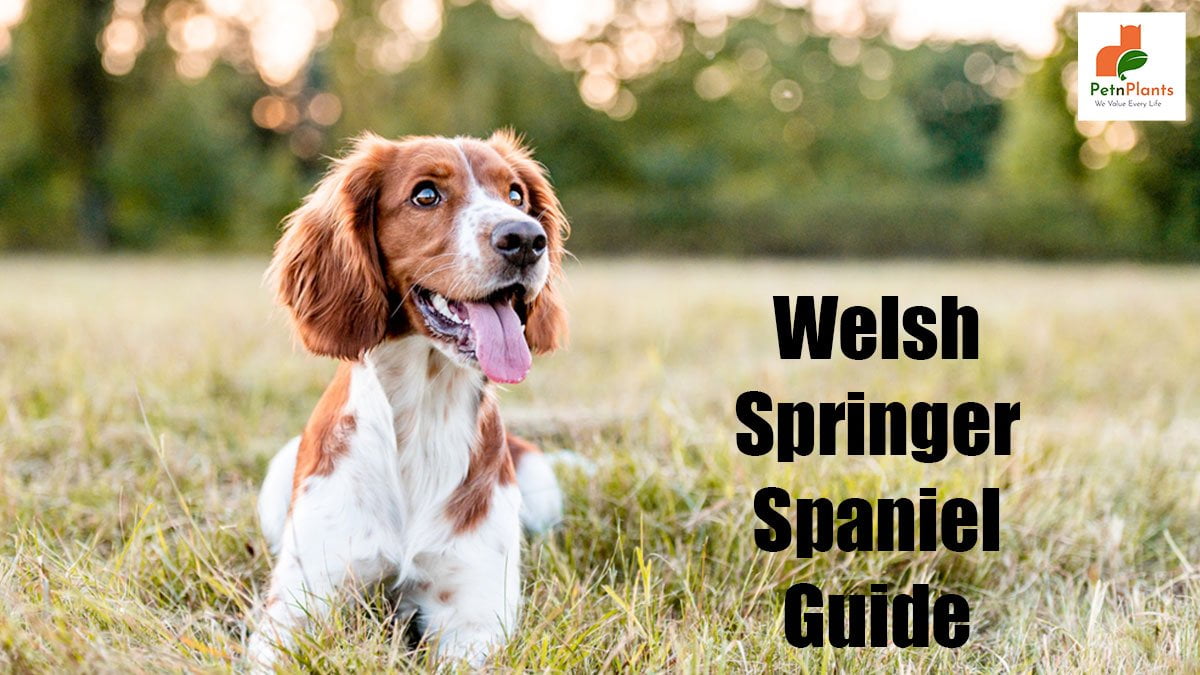Welsh Springer Spaniel Facts