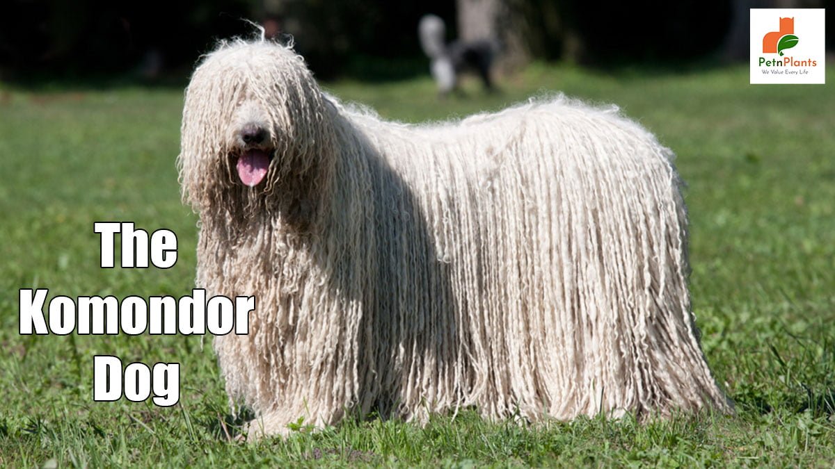 The Komondor Dog- The Mop Dog