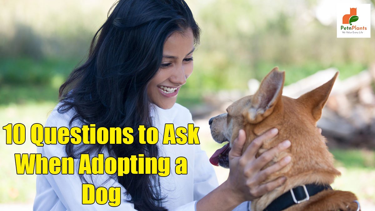 Questions to Ask When Adopting a Dog from Someone