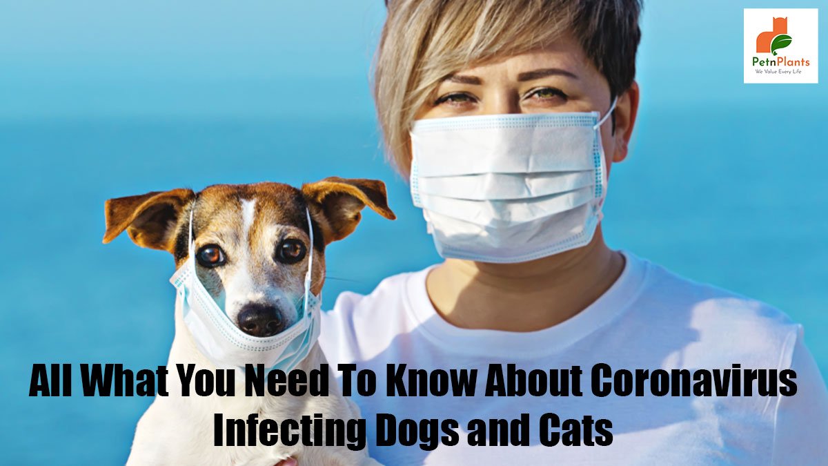 covid-in-dogs-and-cats