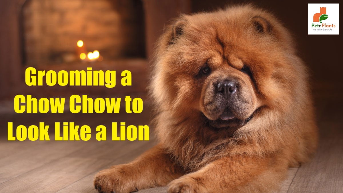The Chow Chow Lion Type Haircut That Sets This Canine Apart