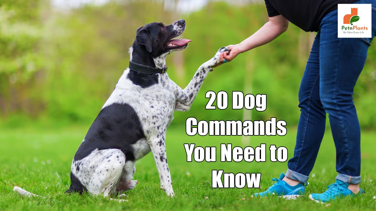 20 Dog Commands that are Beneficial for Your Pet