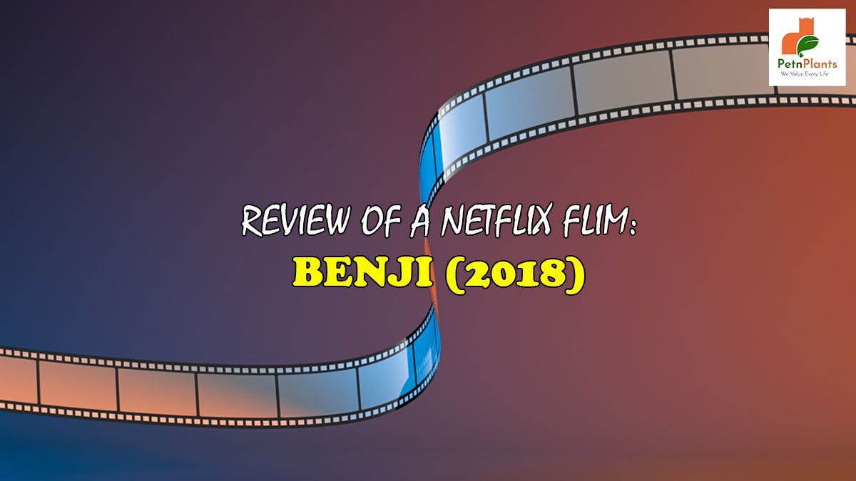 REVIEW OF A NETFLIX FLIM BENJI (2018)