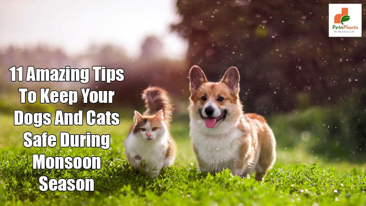 11 Amazing Monsoon Pet Care Tips