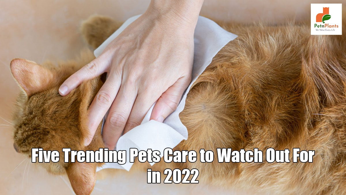 Five Trending Pets Care to Watch Out For in 2022