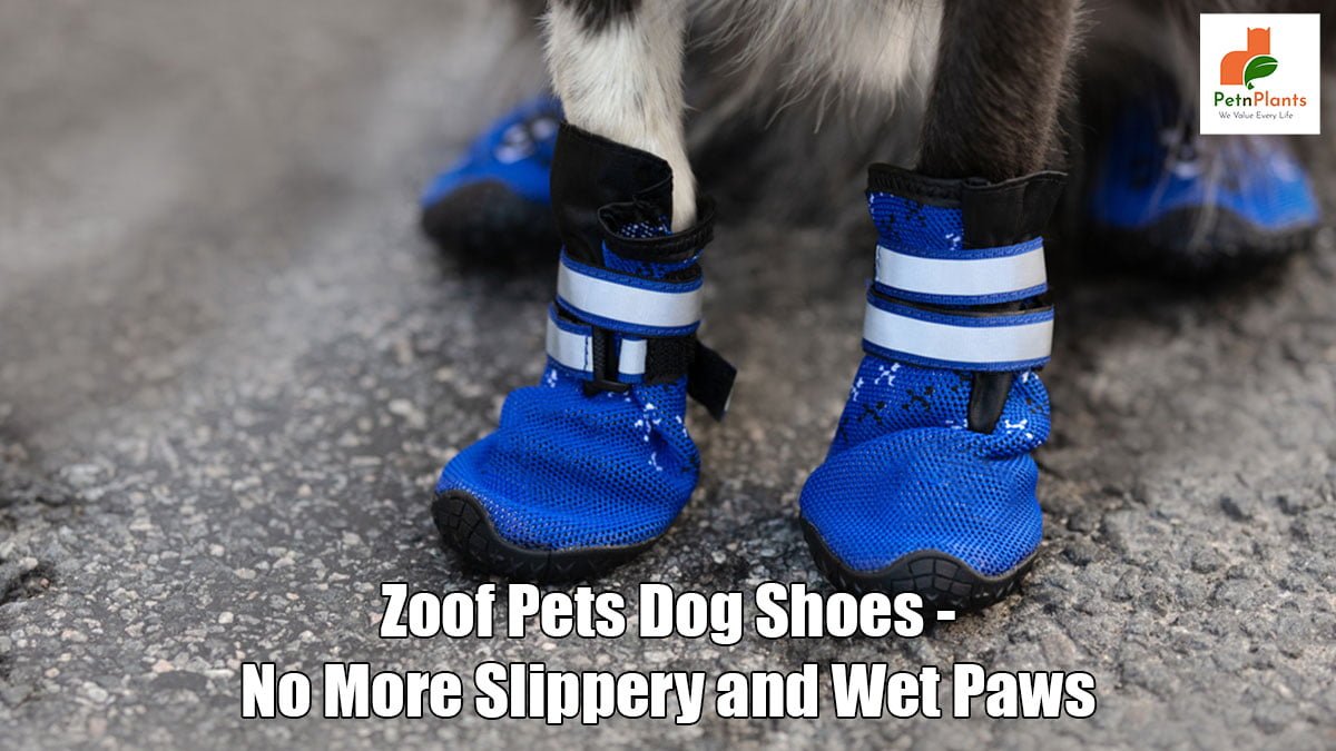 Zoof Pets Dog Shoes – No More Slippery and Wet Paws