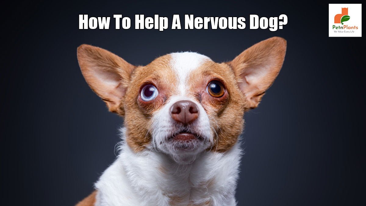 How to help a nervous dog?