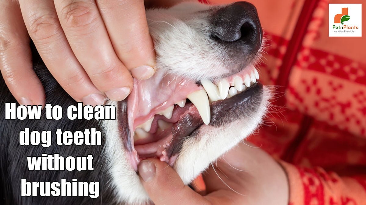 How to Clean Dog Teeth without Brushing