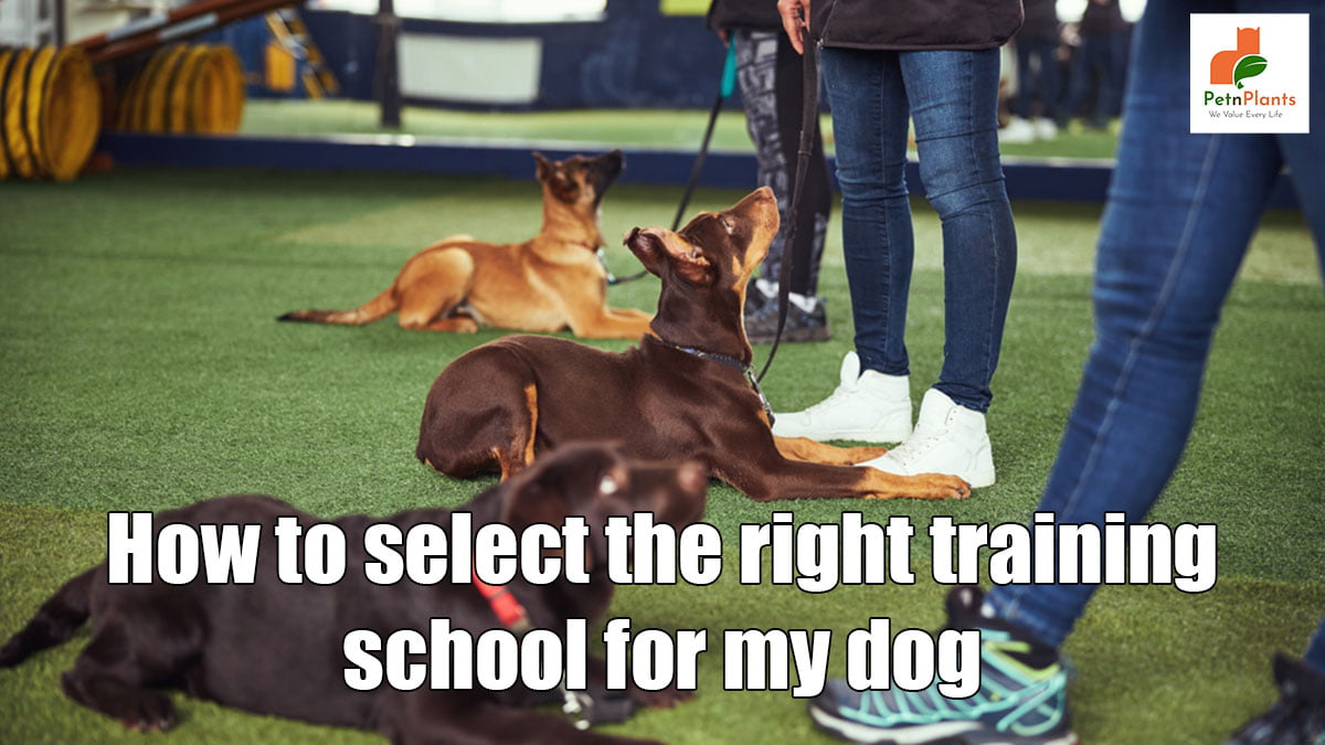 How to Select the Right Training School for My Dog