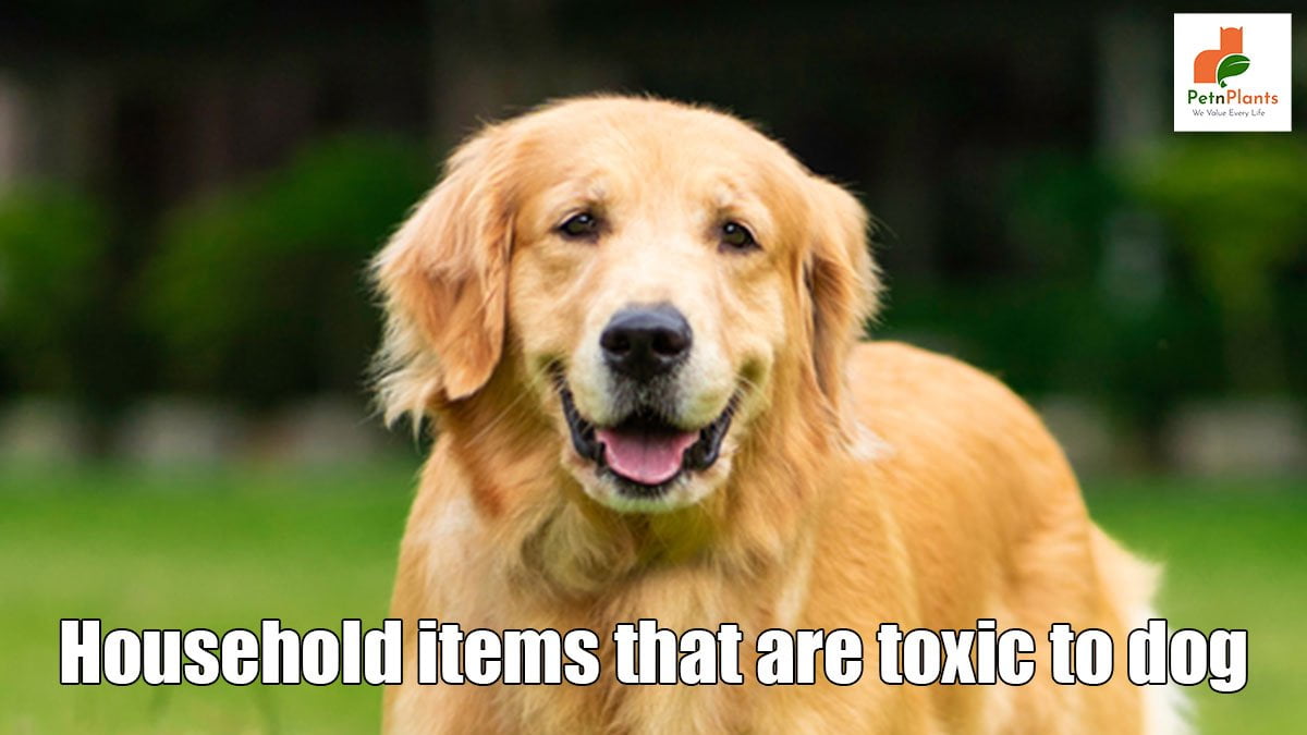 Household Items that Are Toxic to Dog