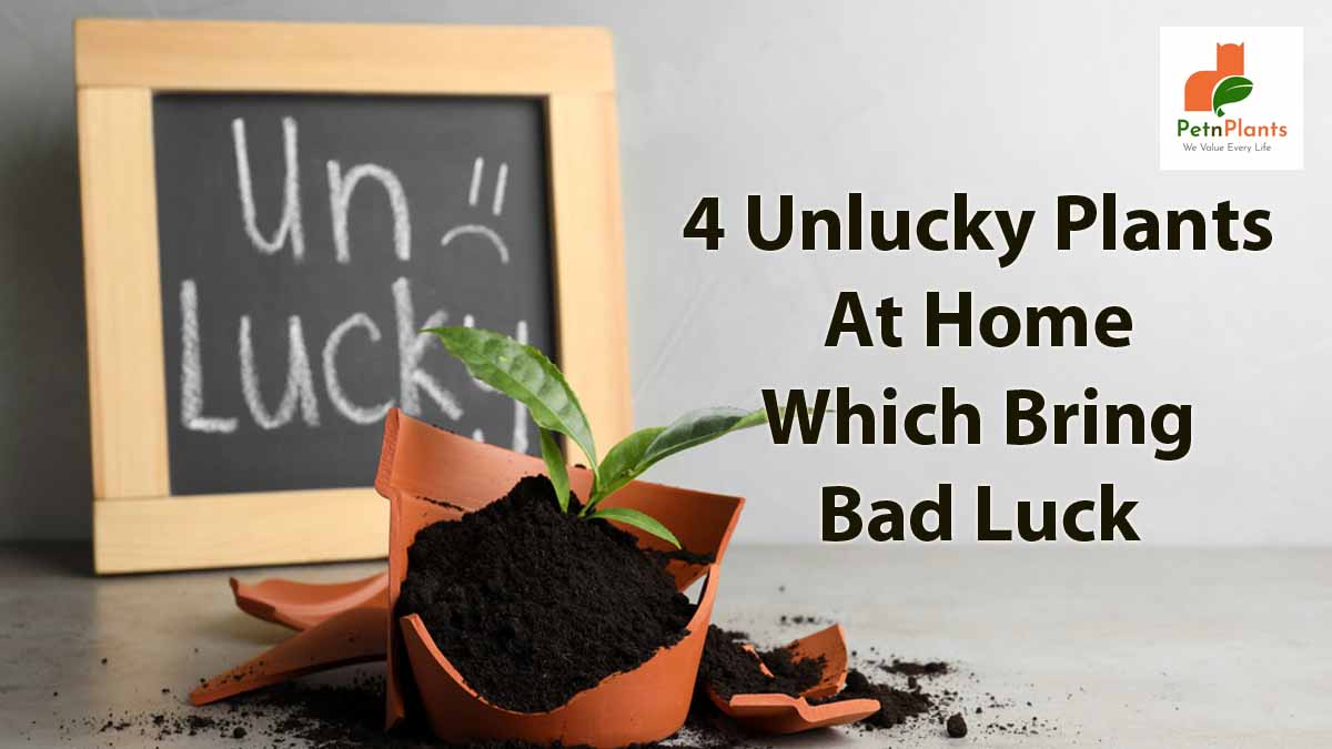 4 Unlucky Plants At Home Which Bring Bad Luck