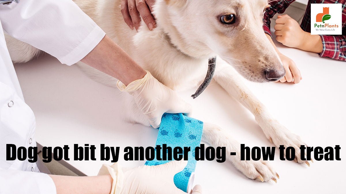How to treat if dog bite is by another dog