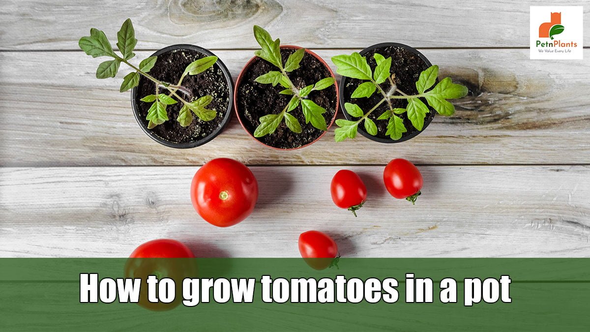How to grow tomatoes in a pot