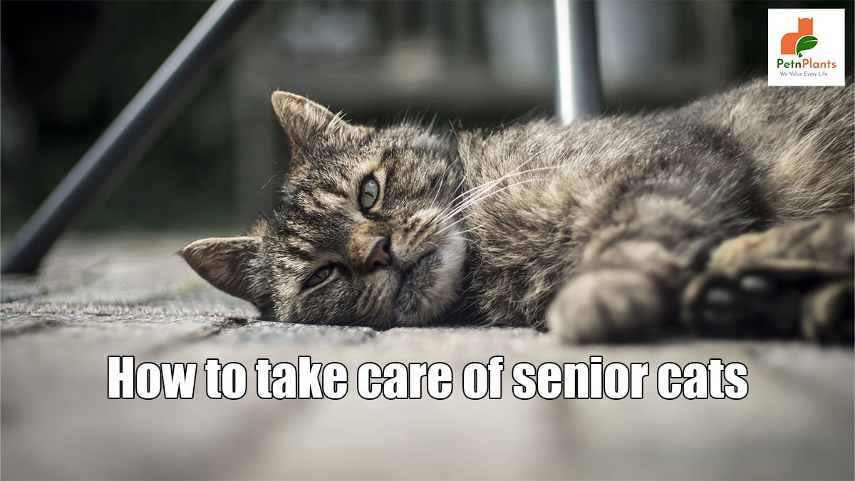 How to take care of senior cats