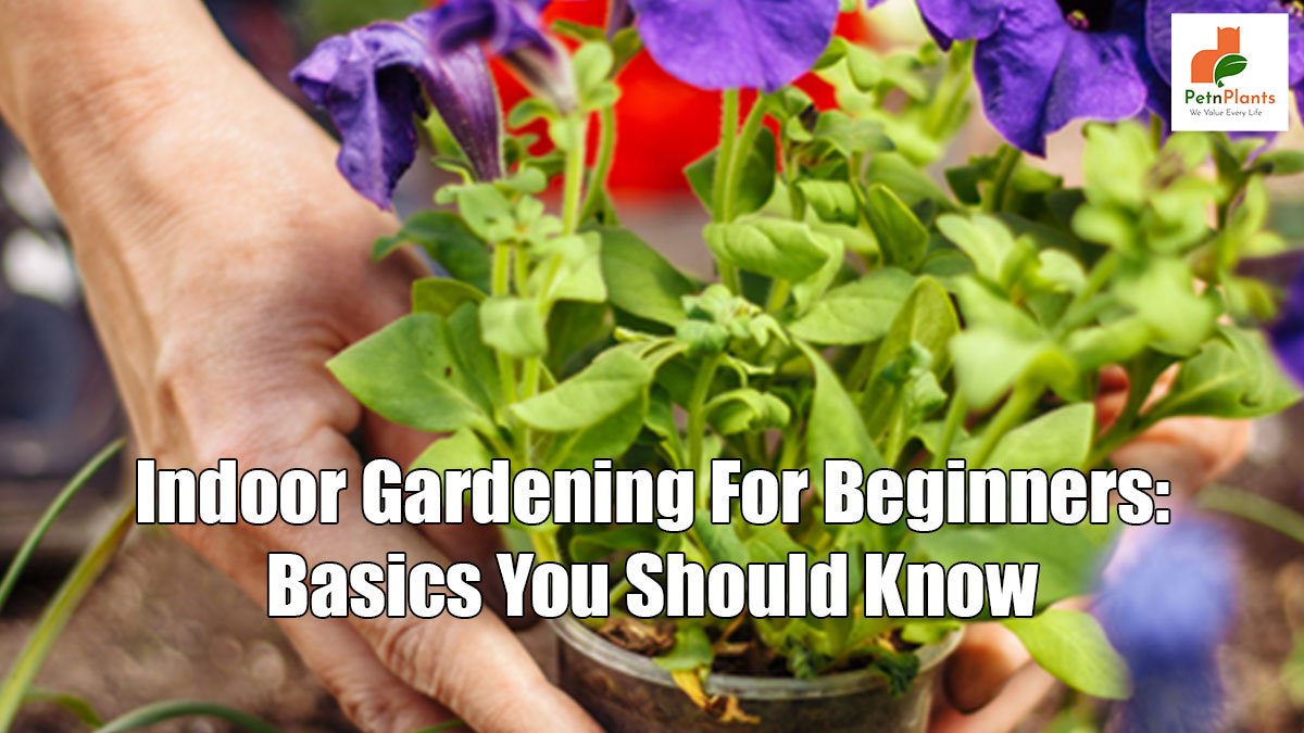 Indoor Gardening for Beginners: Basics You Should Know