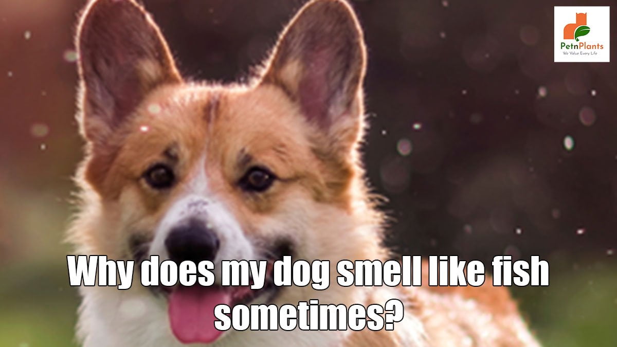 Why does my dog smell like fish sometimes?
