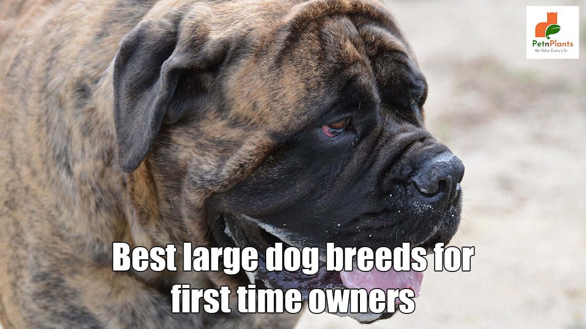 Best Large Dog Breeds for First Time Owners