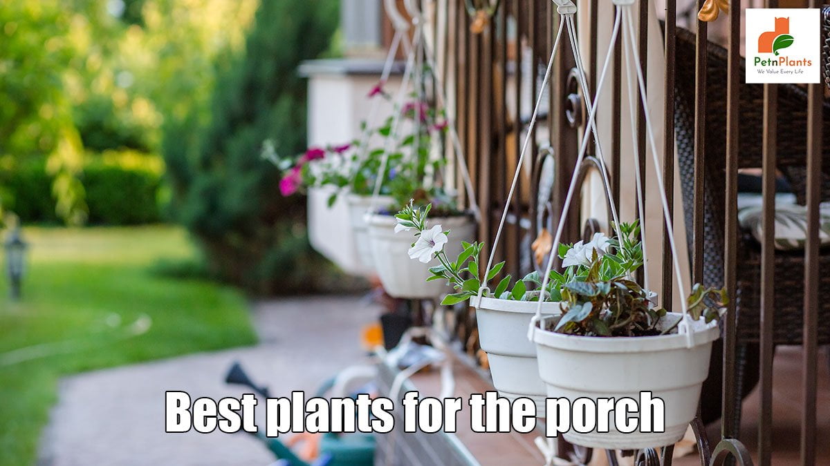 Best Plants for the Porch
